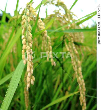 Rice ear 3 11872412