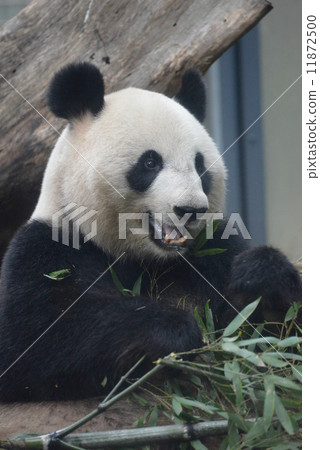 可愛的大熊貓 11872500