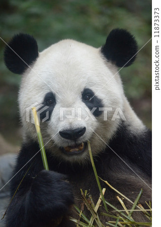 Delicious giant panda Delicious giant panda 11873373