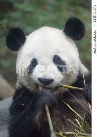 Two handed eating giant panda Two handed eating giant panda 11873375