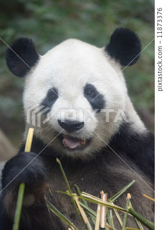 Changed face giant panda Changed face giant panda 11873376