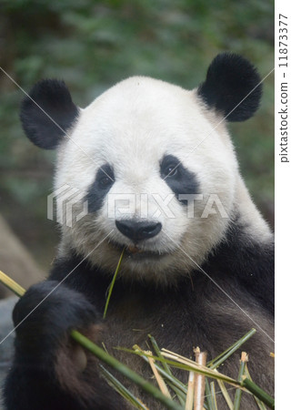 Cute giant panda Cute giant panda 11873377