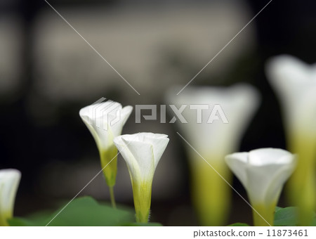 飛毛毛蟲 11873461