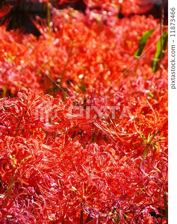 Kidanbana series 11873466