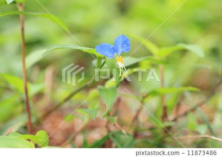 Flower of tunita 11873486