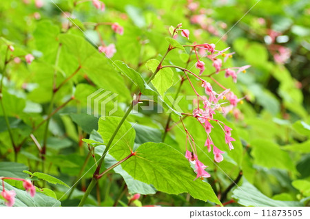 Shukidou之花 11873505