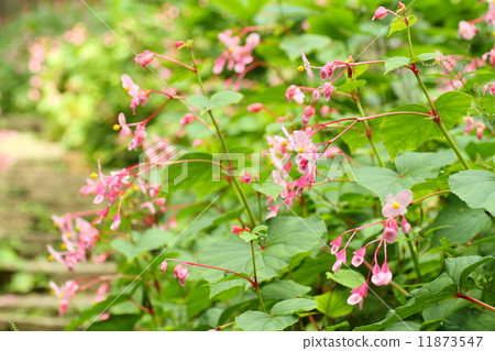 Shukidou之花 Shukidou之花 11873547