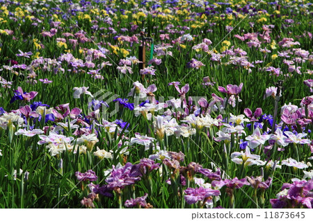 Kitagata Lake iris garden 11873645