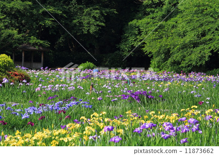 Kitagata湖虹膜花園 11873662