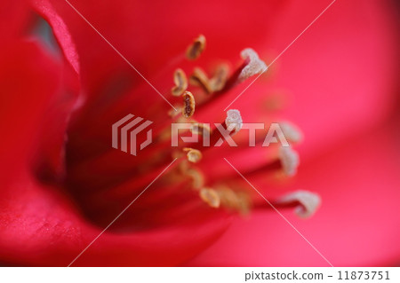 模糊的鮮花 11873751