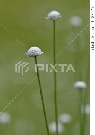 Shiratama Los Angeles 11873753