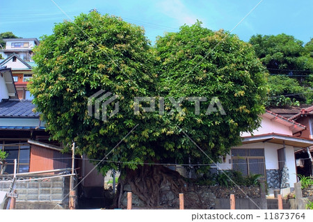 Heart's Akou Heart's Akou 11873764