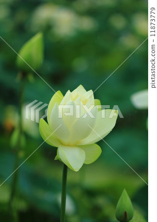 鮮花 鮮花 11873779
