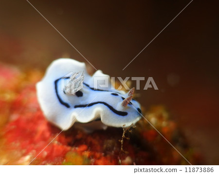 Misole color 11873886