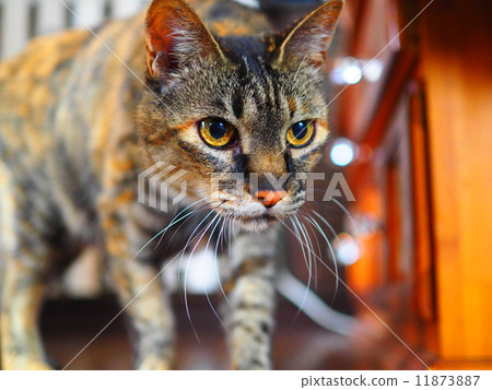 Ocular power 11873887