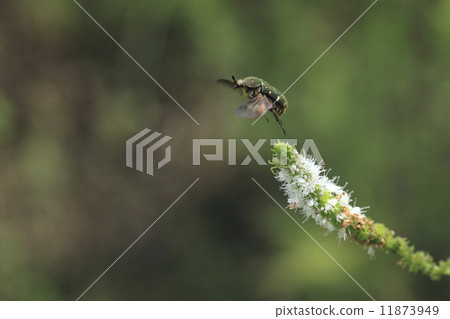 Creatures Insect Core Ohanamuguri, flying while protecting the body with the forewing closed. There seemed to be an effect, even if Aoméab attacked it could not be seized 11873949