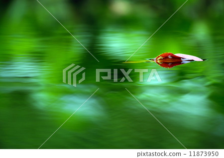 Fallen fallen leaves 11873950