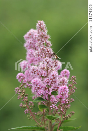 Oku-Nikko, the Sawagishimogu of Senjogahara 11874106