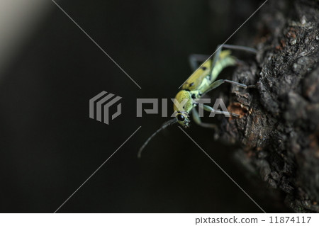 Creatures insects Lidoba midritarakamikiri, chic noodles with a shallow yellow stripe pattern Creatures insects Lidoba midritarakamikiri, chic noodles with a shallow yellow stripe pattern 11874117
