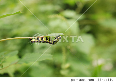 Caterpillar Caterpillar 11874119
