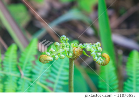 Close up of fern leaf with water drops 11876653