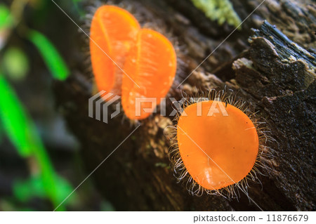 Champagne mushrooms (Fungi Cup) Champagne mushrooms (Fungi Cup) 11876679