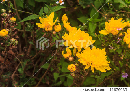 Yellow blossom Chrysanthemum in farm 11876685