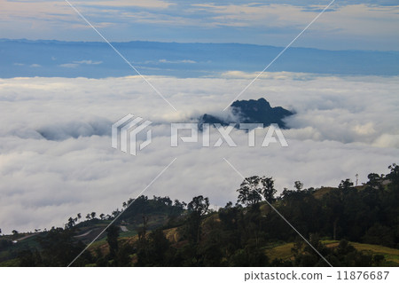 sea of fog with forests as foreground 11876687