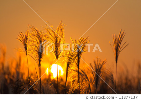 A sunset brew 11877137