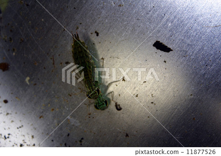 蜻蜓的孩子 11877526