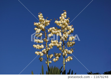 Yokka別名Atsushi Kimigaya Orchid 11878248