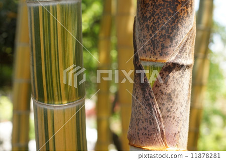 垂直條紋竹 垂直條紋竹 11878281