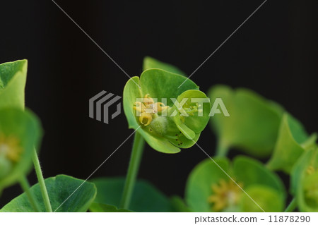 Euphorbiaceous Euphorbiaceous 11878290