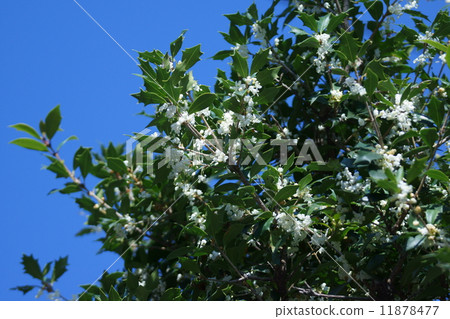 Hiiragi's flower I smell sweet. 11878477