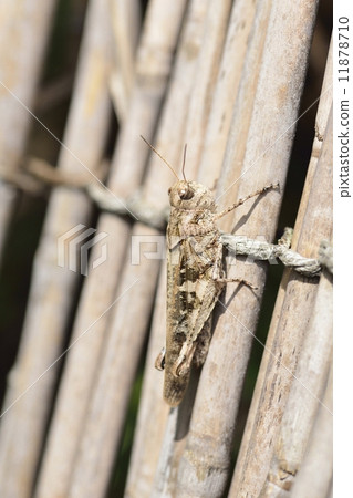 汽車蚱蜢 汽車蚱蜢 11878710