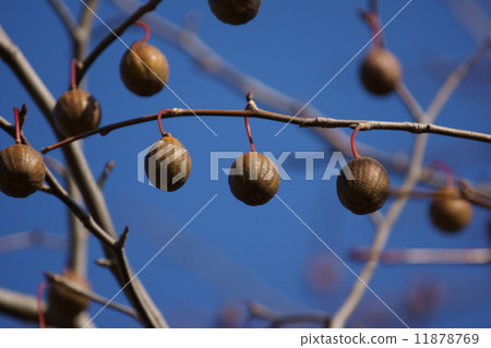 Handkerchief tree It is also called a pigeon tree. 11878769