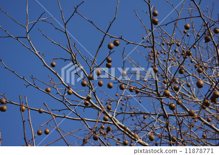 Handkerchief tree It is also called a pigeon tree. 11878771