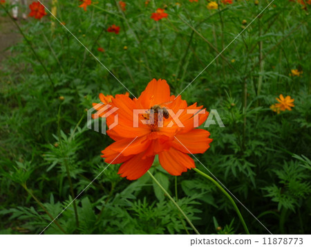 Cosmos and bees 11878773