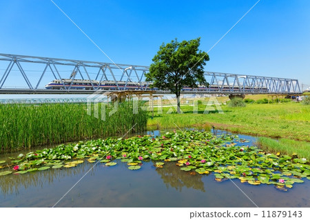 The red lily and the city liner of the river of Edogawa where the blue sky spreads 11879143