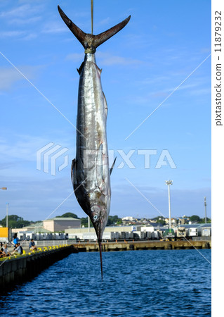 魚養了 魚養了 11879232