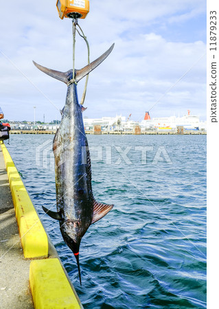 Fish raised 11879233