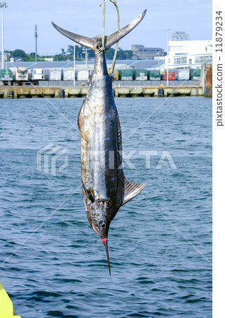 魚養了 魚養了 11879234