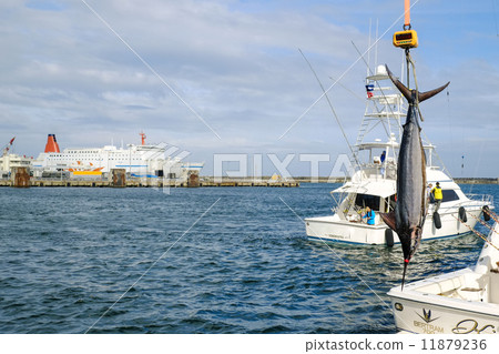 魚養了 魚養了 11879236