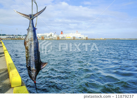 魚養了 魚養了 11879237