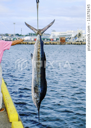 魚養了 11879245