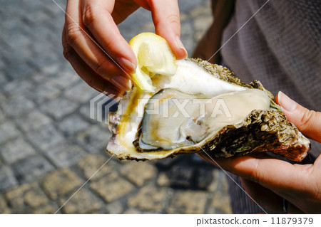 Rock oyster 11879379