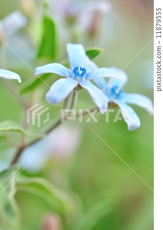 Oxipetalum (Blue Star) 11879555