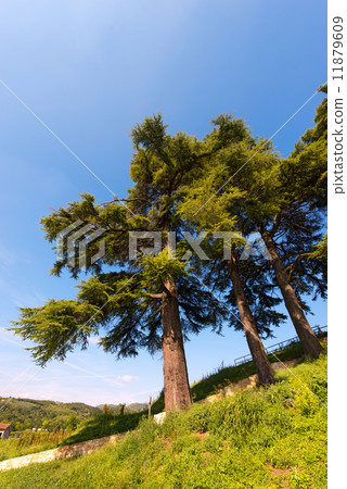 图库照片: cedars of lebanon - cedrus libani