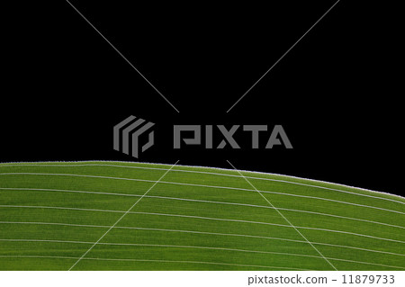 Bamboo leaf  11879733