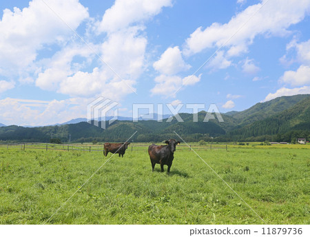 Best cow Best cow 11879736